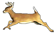[deer25.gif]