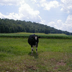 Cow