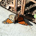 Mating