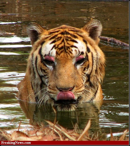 Tiger-Tongue--35026
