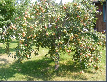 DSCF2426