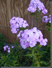 DSCF2432