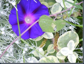 DSCF2438