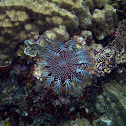 Crown of Thorns