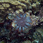 Crown of Thorns