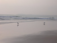 Gaviotas