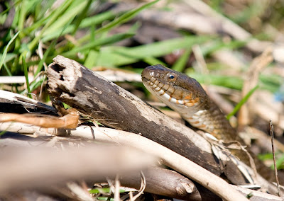 Northern Watersnake Northern Watersnake