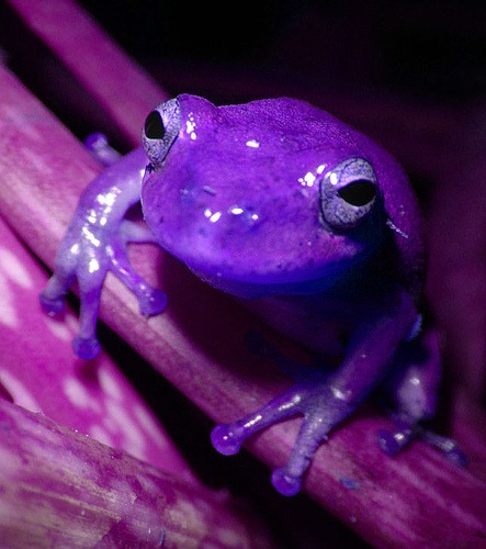 [purple-frog[8].jpg]