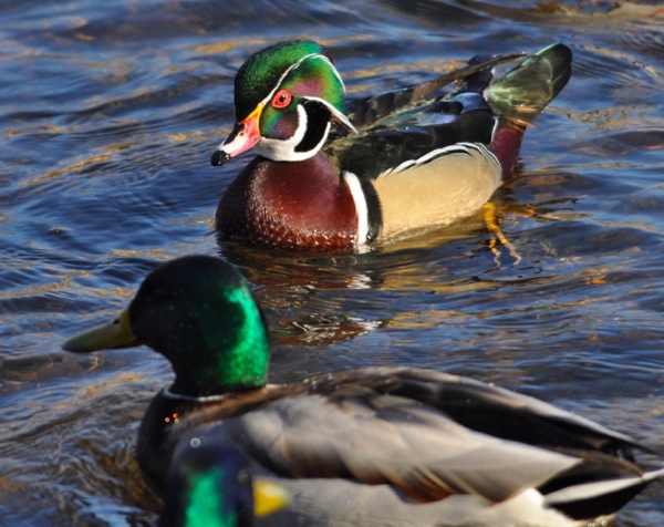 woodduck2.jpg woodduck2.jpg