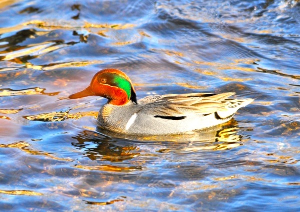 brownheadduck.jpg brownheadduck.jpg
