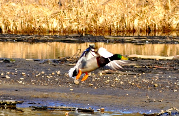 duckflight2.jpg duckflight2.jpg