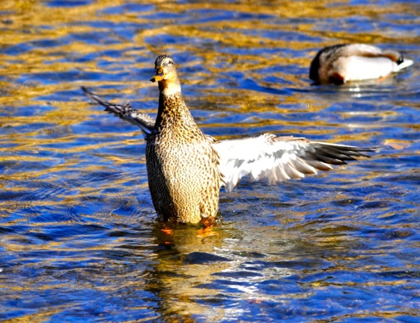 ducklift.jpg ducklift.jpg