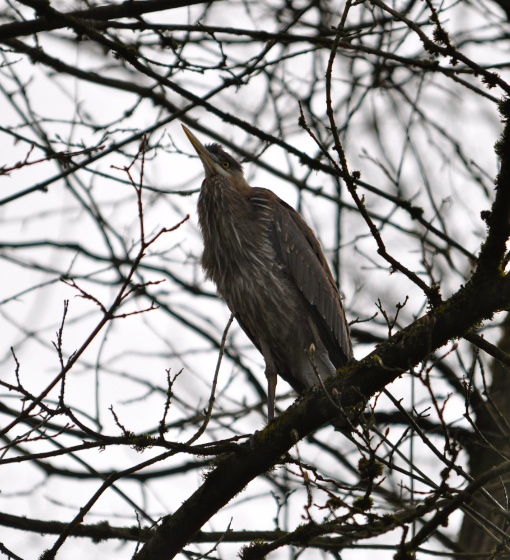Great Blue Heron.jpg Great Blue Heron