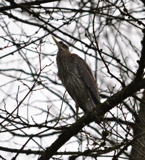 Great Blue Heron