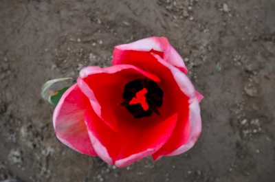 red tulip.jpg Red tulip