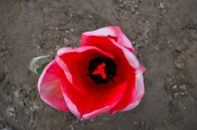 Red tulip