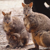 Familie Knuzzel