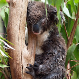 geduschter Koala beim täglichen 20! Stunden Schlaf