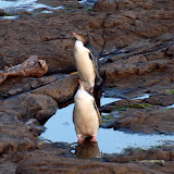 Pinguine bei Curio Bay
