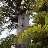 2000 Jahre alter riesiger Kauri Baum