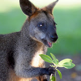 mmm lecker - Wallaby in “The Basin”