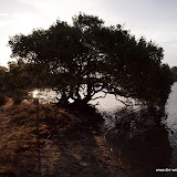 Knorziger Baum am Campground Tuncurry