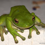 gemütlicher Green Tree Frog