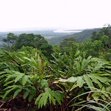 Daintree National Park
