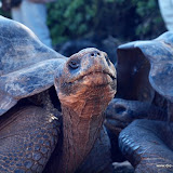 einzigartige Riesen-Schildkröten