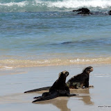 Iguanas am Strand