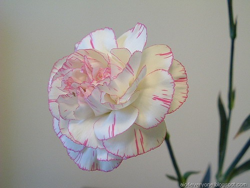 [!cid_000701c757a8$9f271790$0400000a@ATILA[2].jpg]