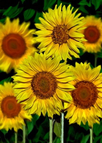 [sunflowersll8[2].jpg]