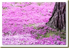 pink1