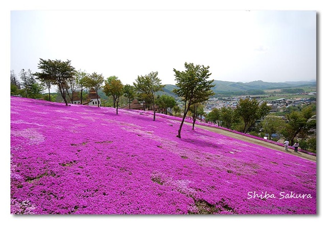 [pink4[2].jpg]