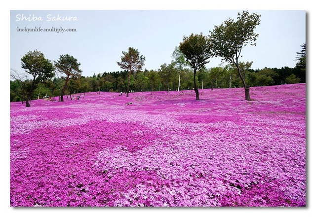 [pink6[2].jpg]