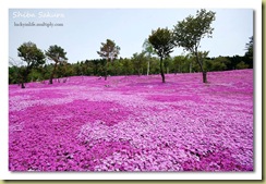 pink6