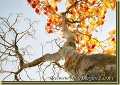 photos-83_thumb[3]