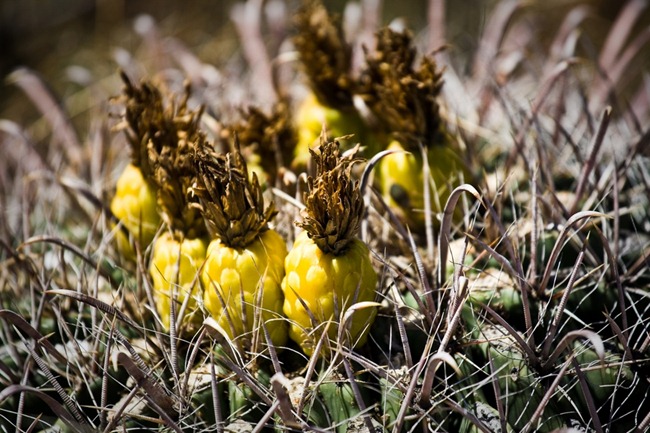 Pineapple Cactus Flowers