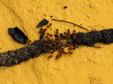 Ants Ants