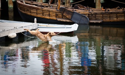 Retriever at Maritime Museum - 2