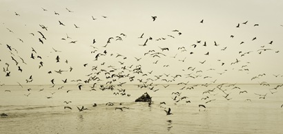 Pelicans at Cumana Fish Plant - 4