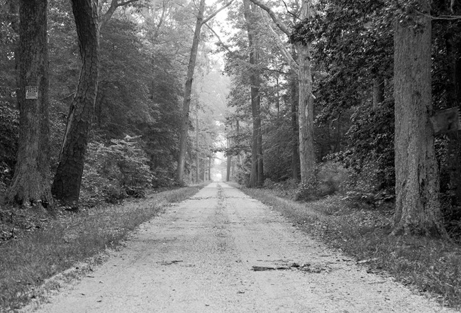 Road in the Woods