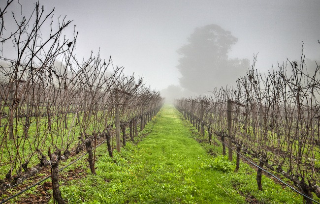[Vines in the Fog[4].jpg]