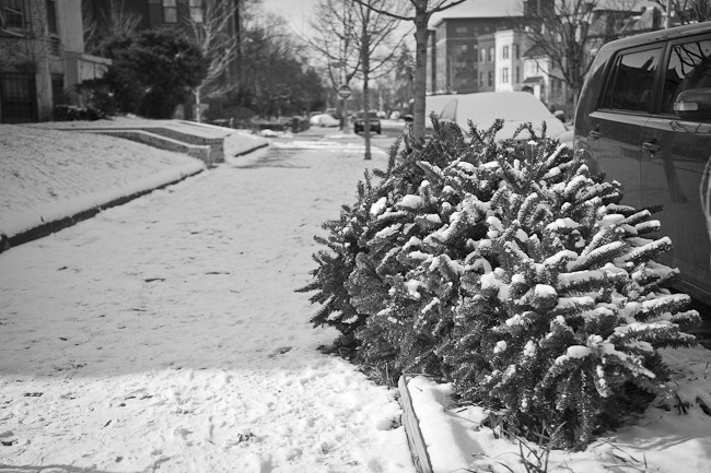 [Capitol Hill Christmas Tree-22[4].jpg]