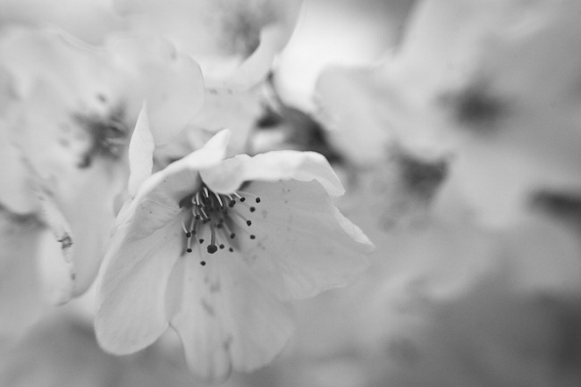 [Cherry Blossoms - Lensbaby Macro Black and White-1[4].jpg]