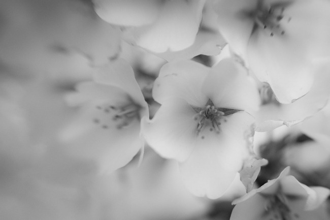 [Cherry Blossoms - Lensbaby Macro Black and White-4[4].jpg]