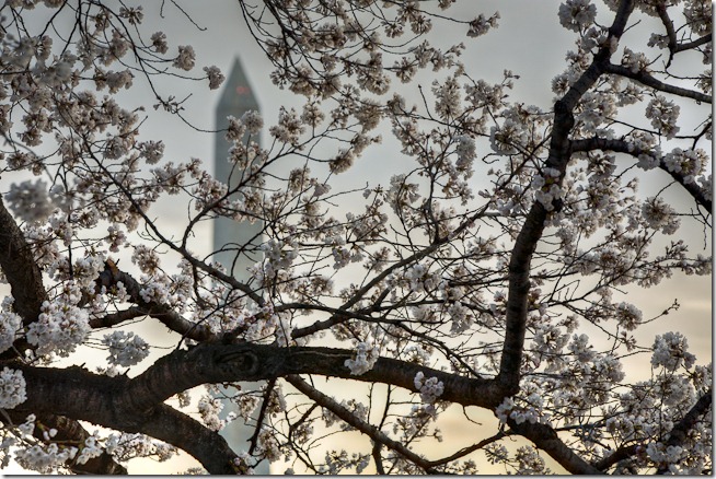 Washington Cherry Blossoms at Sunrise-4