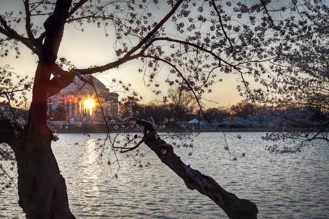 [Cherry Blossoms with Sunrise through the Jefferson Memorial[4].jpg]