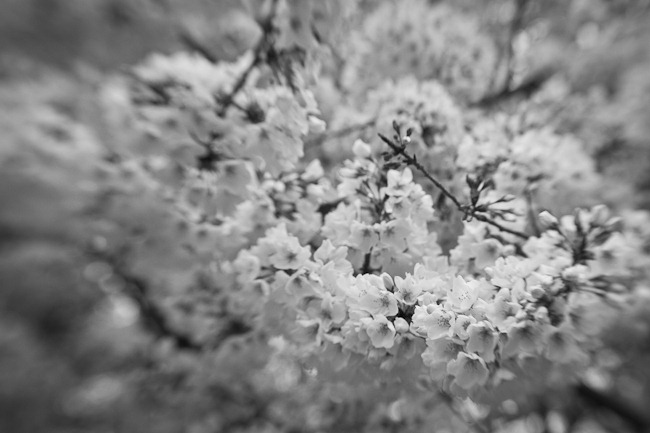 [Cherry Blossoms - Lensbaby[3].jpg]
