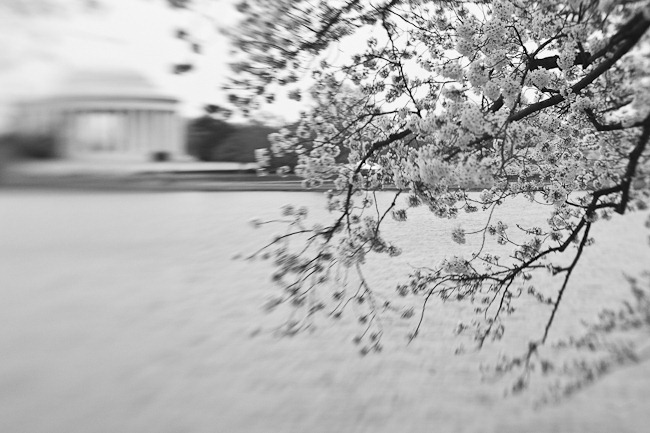 Cherry Blossoms and Jefferson - Lensbaby-5